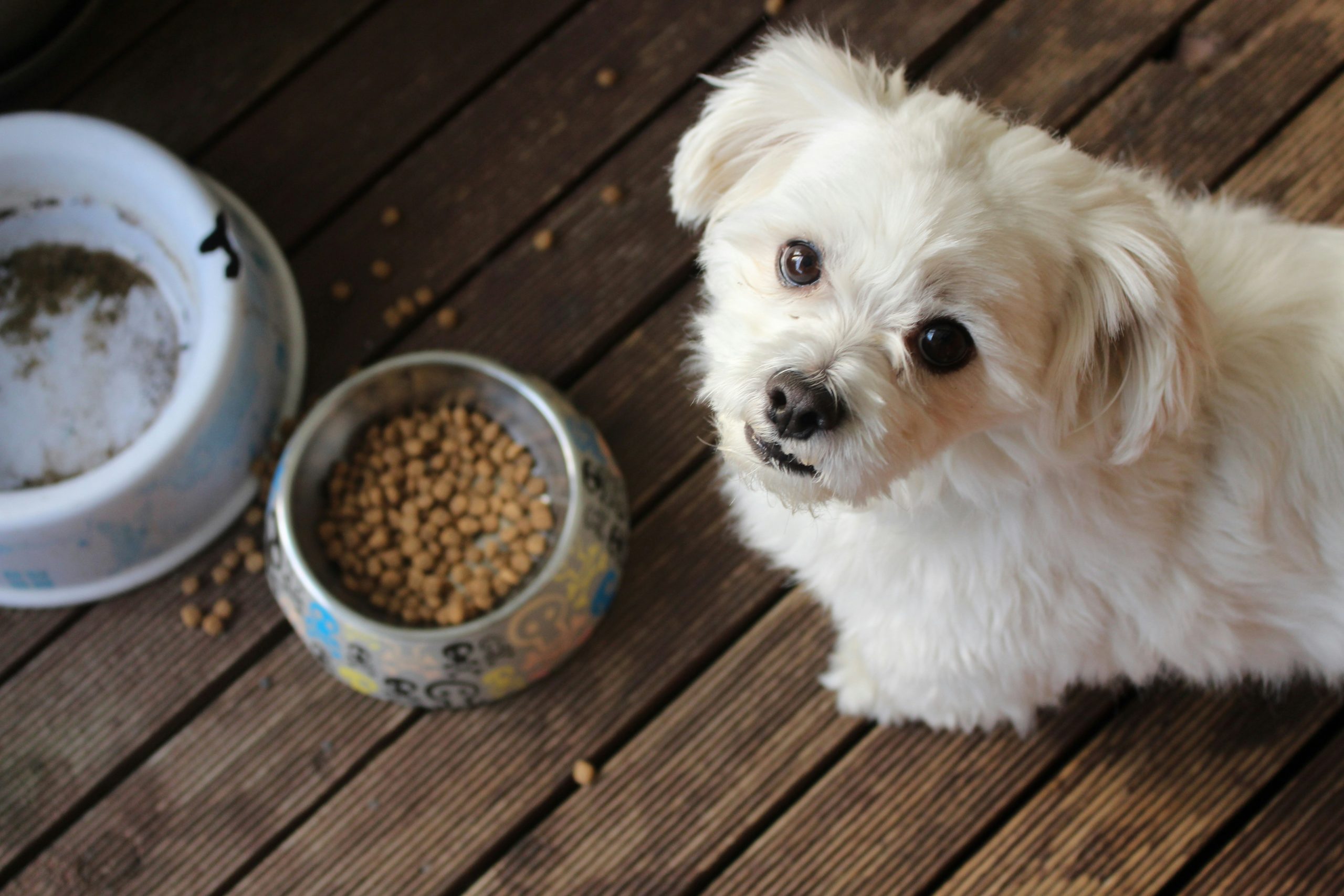 Produtos para animais de estimação – Rações